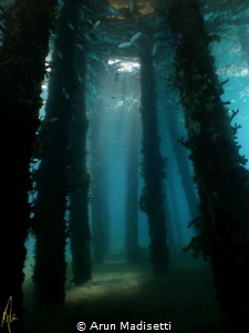 Light filtering through the pilings (SeaLife DC1400) by Arun Madisetti 